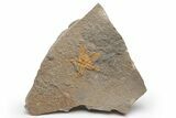 Ordovician Starfish (Petraster?) Fossil - Morocco #217074-1